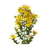 Hectarul - Seminte de sunatoare , 0,3 grame